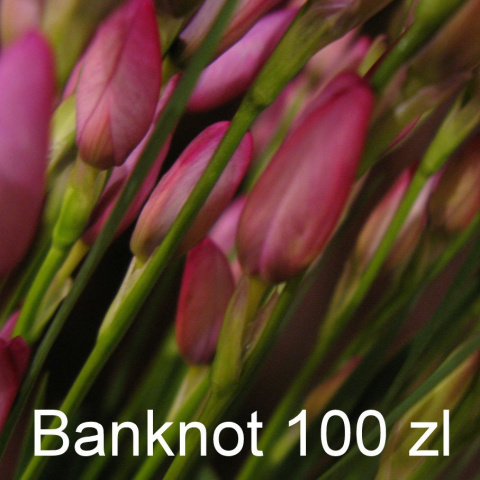 Dopłata 100