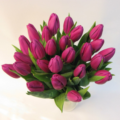 Tulipany fioletowe BT-16-04 b Tulipany fioletowe BT-16-04 b
