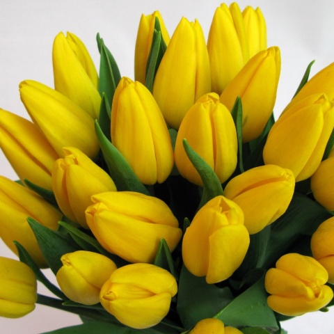 Tulipany żółte BT-10-04 b Tulipany żółte BT-10-04 b