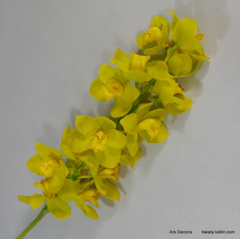 Storczyk cymbidium bukiet BS-06-80 Storczyk cymbidium bukiet BS-06-80