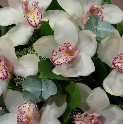 Storczyk cymbidium bukiet BS-06-80 Storczyk cymbidium bukiet BS-06-80