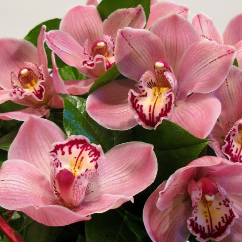 Storczyk cymbidium bukiet BS-06-80 Storczyk cymbidium bukiet BS-06-80