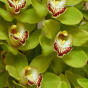 Storczyk cymbidium bukiet BS-06-80