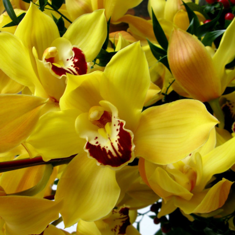 Storczyk cymbidium bukiet BS-06-80 Storczyk cymbidium bukiet BS-06-80