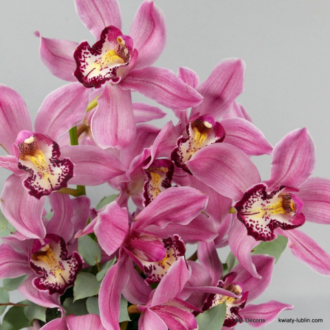 Cymbidium komp. - różne kolory Cymbidium komp. - różne kolory