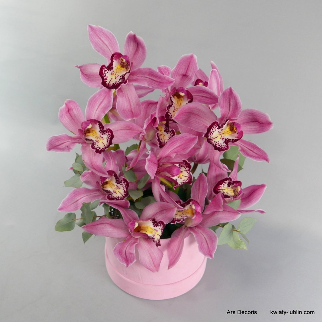 Flowerbox cymbidium FB-050-80 Flowerbox cymbidium FB-050-80