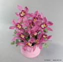 Flowerbox cymbidium FB-050-80