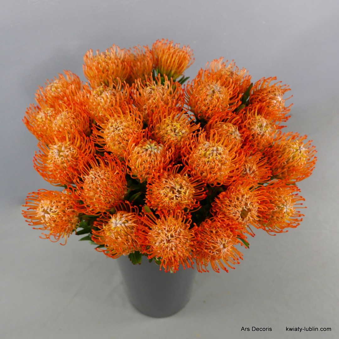 Protea bukiet ............. od 5 do 40 szt Protea bukiet ............. od 5 do 40 szt