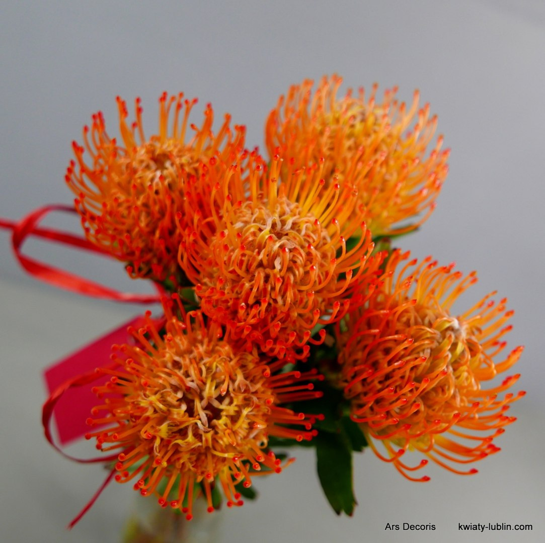 Protea bukiet ............. od 5 do 40 szt Protea bukiet ............. od 5 do 40 szt