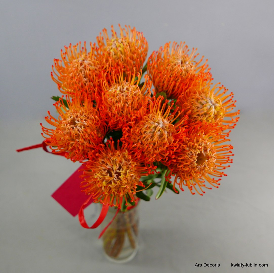 Protea bukiet ............. od 5 do 40 szt Protea bukiet ............. od 5 do 40 szt