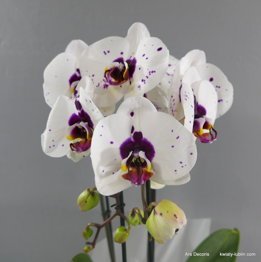 Storczyk phalenopsis 2 pędy Storczyk phalenopsis 2 pędy