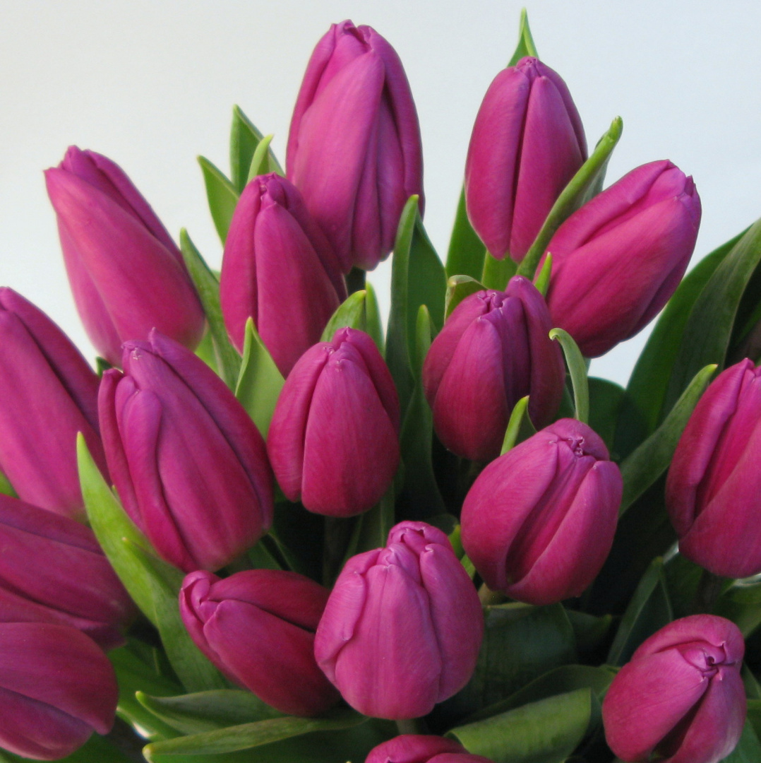 Tulipany, różne kolory .................... od 9 do 100 szt Tulipany, różne kolory .................... od 9 do 100 szt