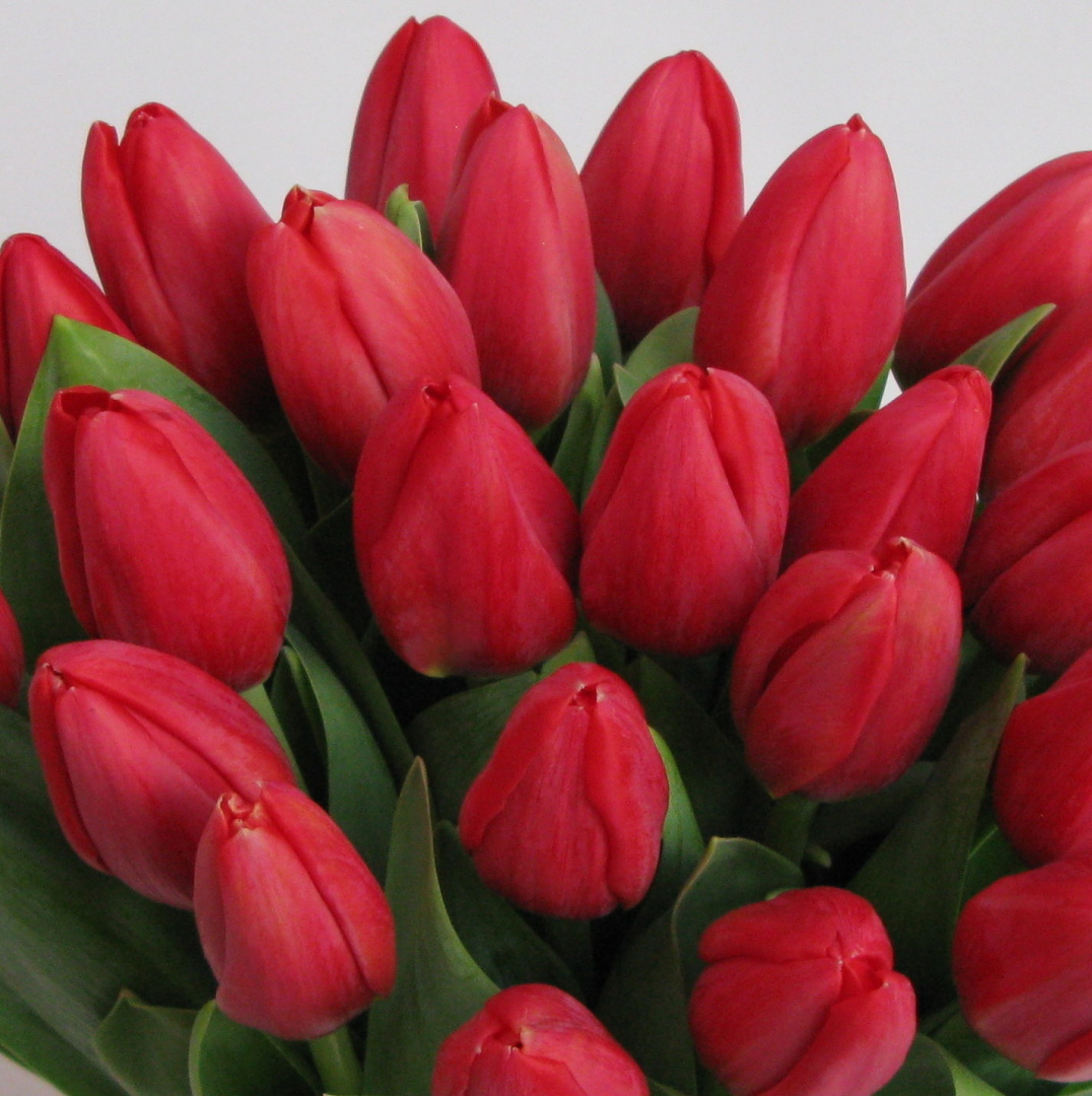 Tulipany, różne kolory .................... od 9 do 100 szt Tulipany, różne kolory .................... od 9 do 100 szt