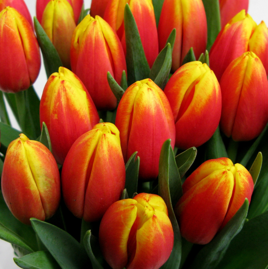 Tulipany, różne kolory .................... od 9 do 100 szt Tulipany, różne kolory .................... od 9 do 100 szt