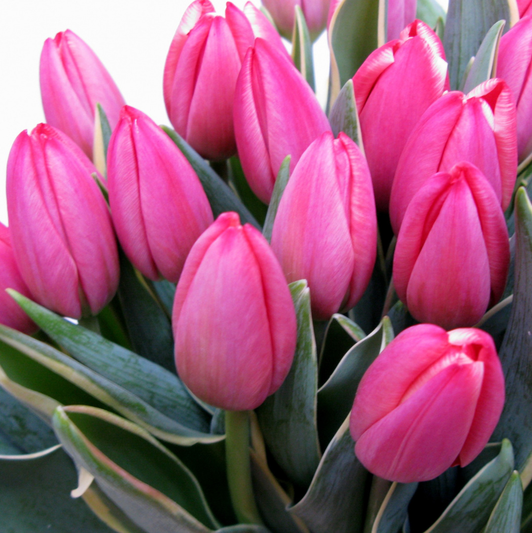Tulipany, różne kolory .................... od 9 do 100 szt Tulipany, różne kolory .................... od 9 do 100 szt