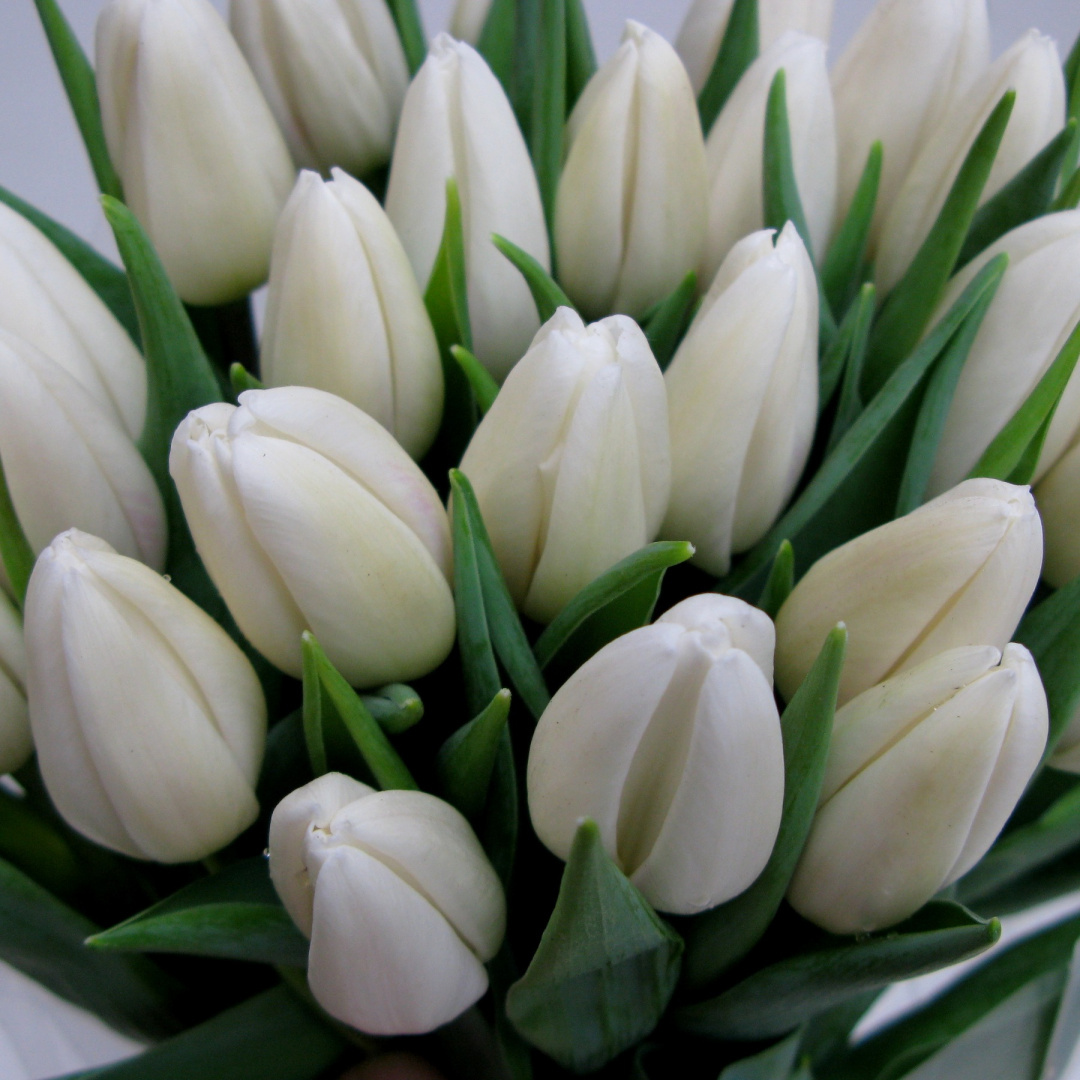 Tulipany, różne kolory .................... od 9 do 100 szt Tulipany, różne kolory .................... od 9 do 100 szt