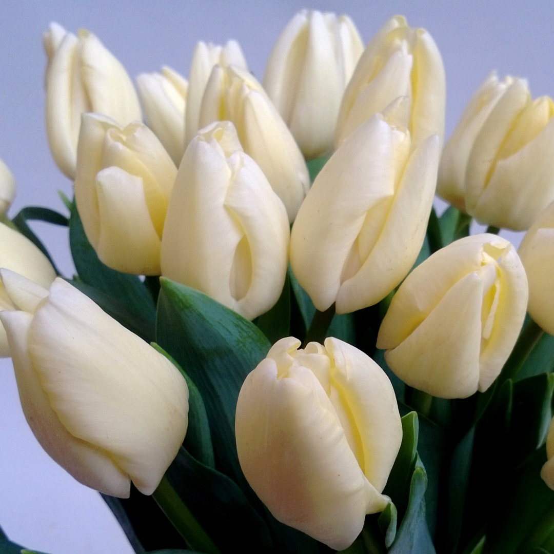 Tulipany, różne kolory .................... od 9 do 100 szt Tulipany, różne kolory .................... od 9 do 100 szt