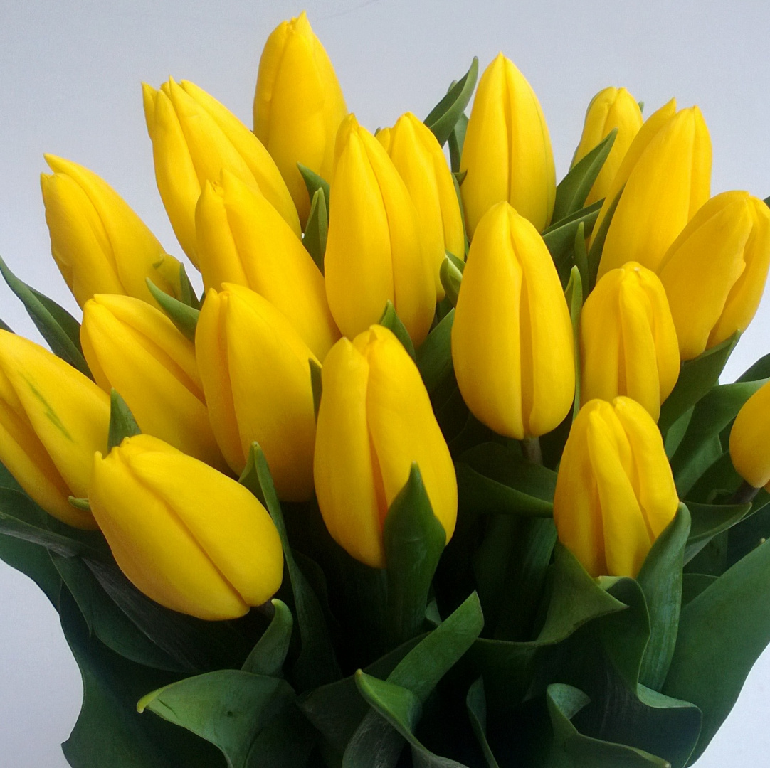 Tulipany, różne kolory .................... od 9 do 100 szt Tulipany, różne kolory .................... od 9 do 100 szt