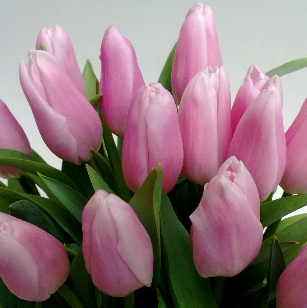 Tulipany, różne kolory .................... od 9 do 100 szt Tulipany, różne kolory .................... od 9 do 100 szt