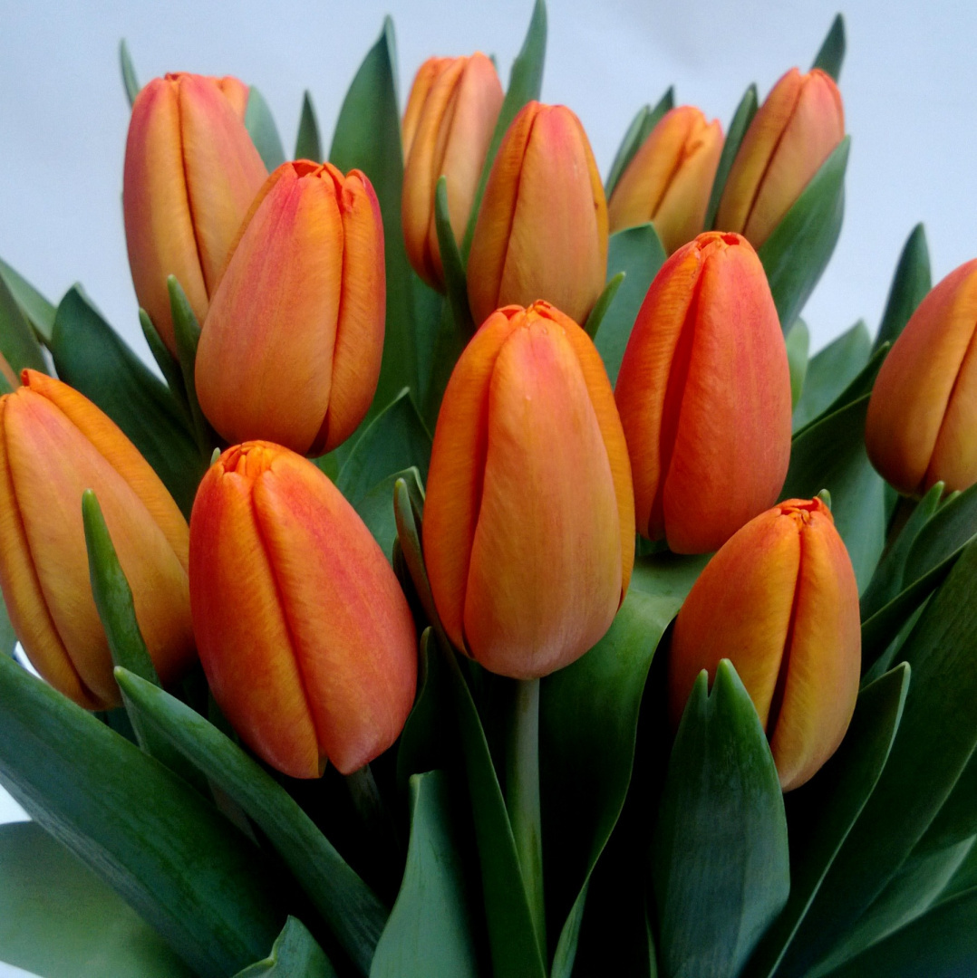 Tulipany, różne kolory .................... od 9 do 100 szt Tulipany, różne kolory .................... od 9 do 100 szt