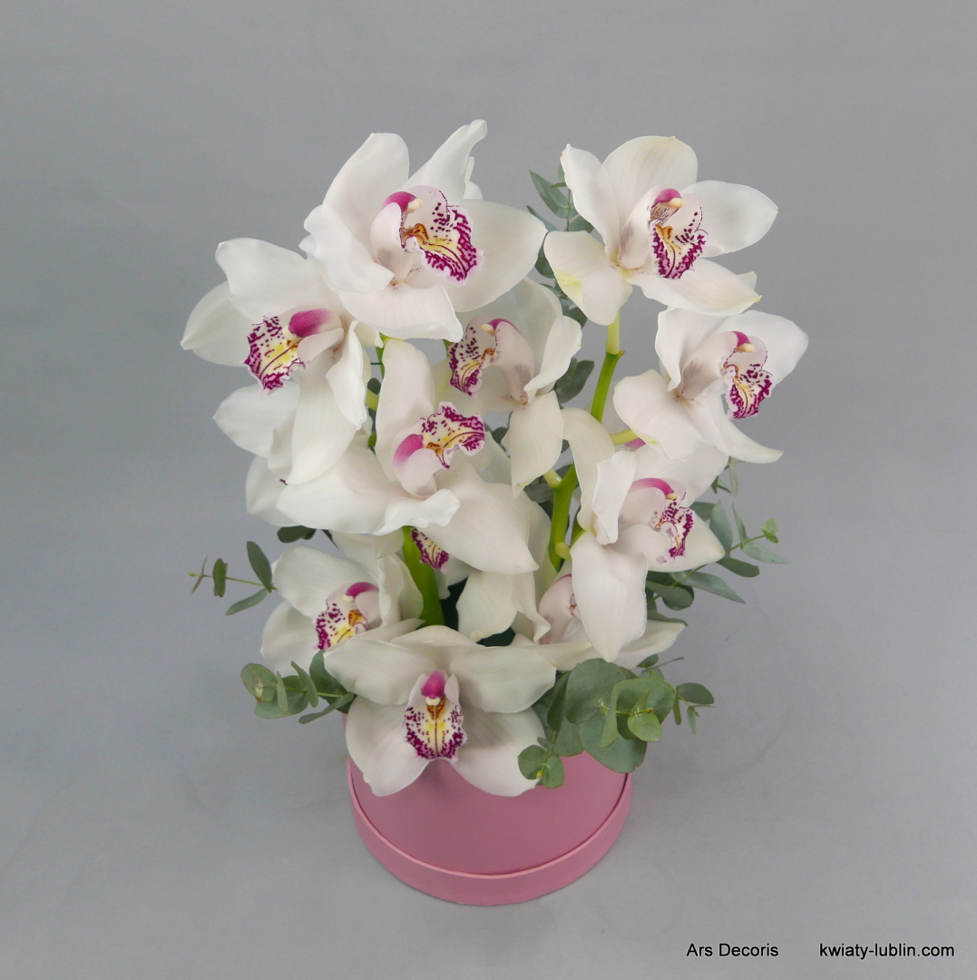 Flowerbox cymbidium FB-050-80 Flowerbox cymbidium FB-050-80