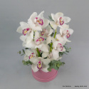 Flowerbox cymbidium FB-050-80