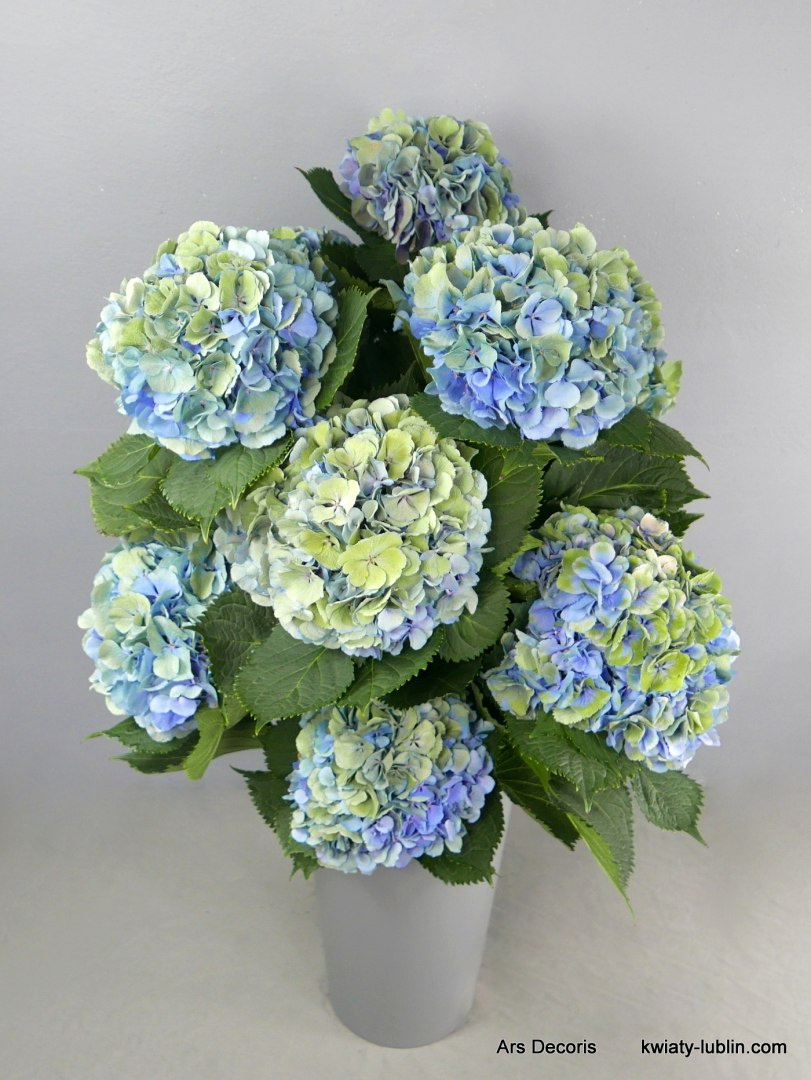 Hortensje w wysokim naczyniu PK-076-40 Hortensje w wysokim naczyniu PK-076-40