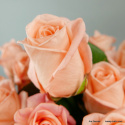 Róże łososiowe długie od 5 do 100 szt.