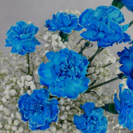 Goździki niebieskie od 5 do 50 kwiatów