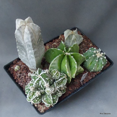 Komp. z Astrophytum (2) SU-080 Komp. z Astrophytum (2) SU-080