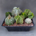 Komp. z Astrophytum (2) SU-080