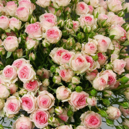 Róże gałązkowe od 5 do 100 szt.
