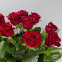 Róże i aspidistra Wybór koloru i ilości róż.