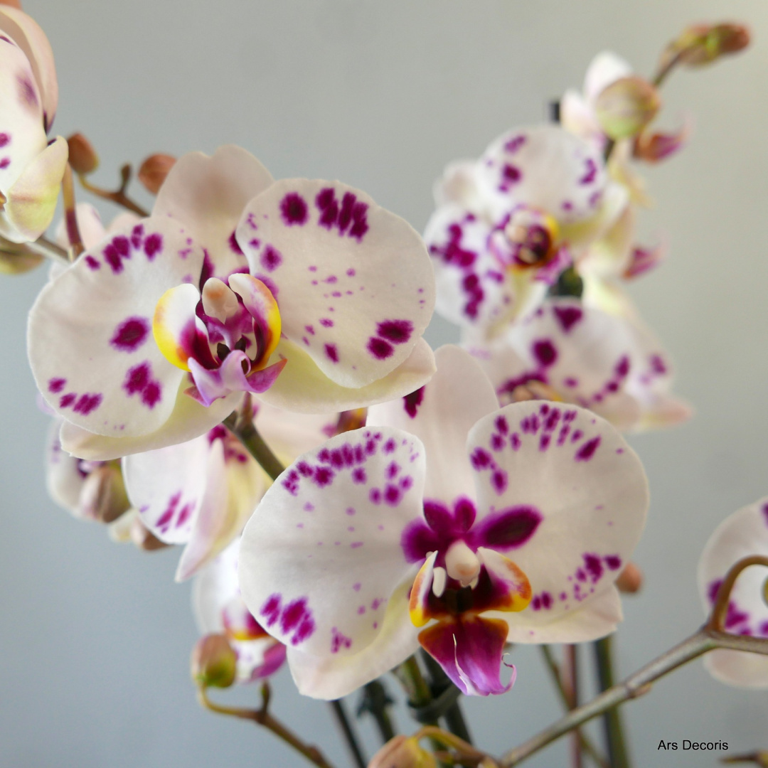 Storczyk phalenopsis 2 pędy Storczyk phalenopsis 2 pędy