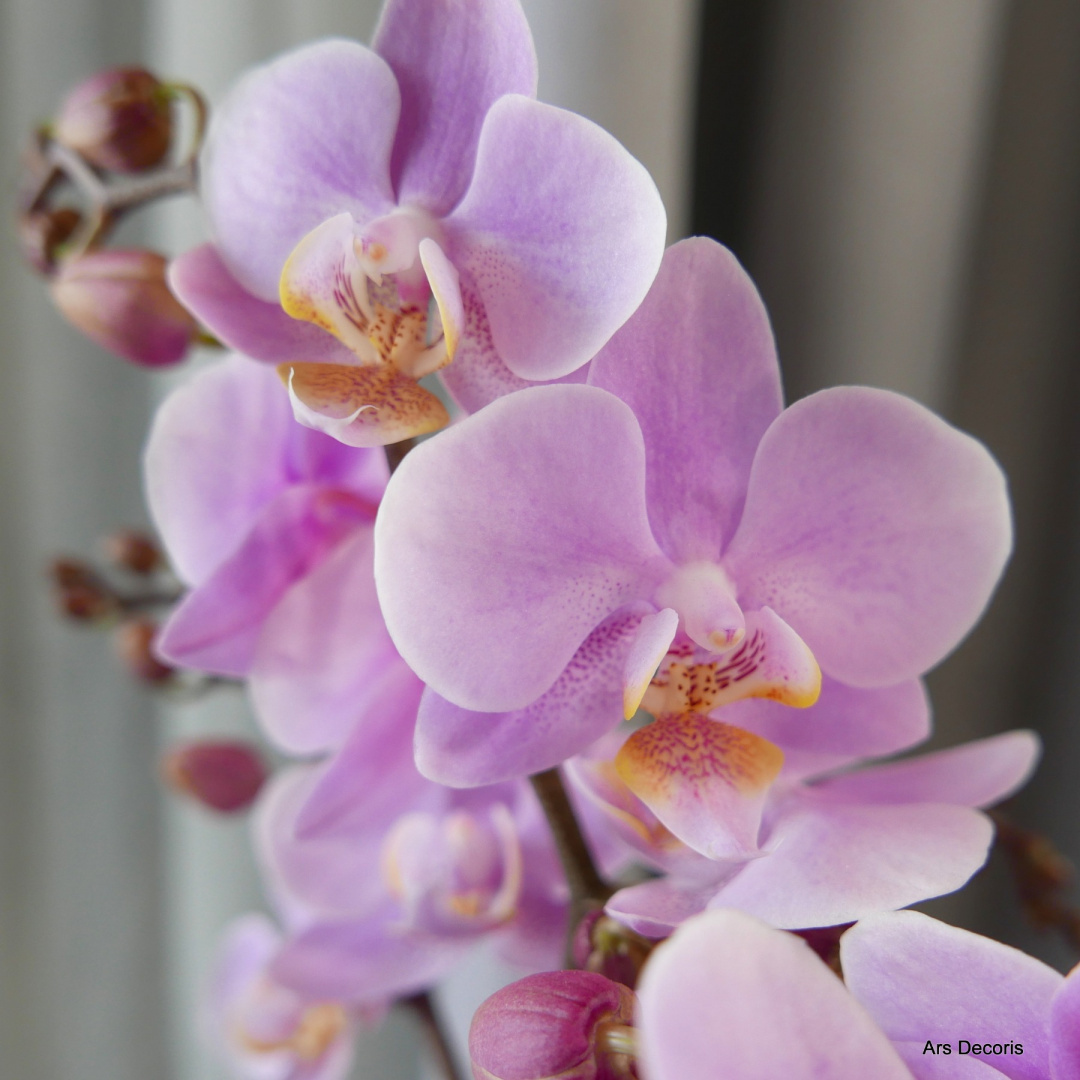 Storczyk phalenopsis 2 pędy Storczyk phalenopsis 2 pędy