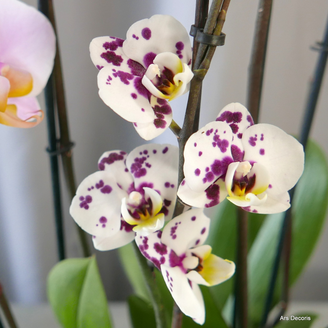 Storczyk phalenopsis 2 pędy Storczyk phalenopsis 2 pędy