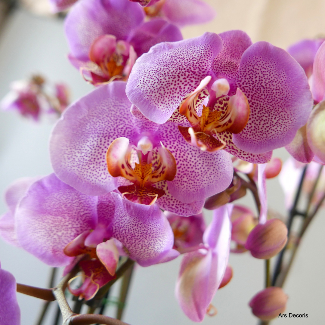 Storczyk phalenopsis 2 pędy Storczyk phalenopsis 2 pędy