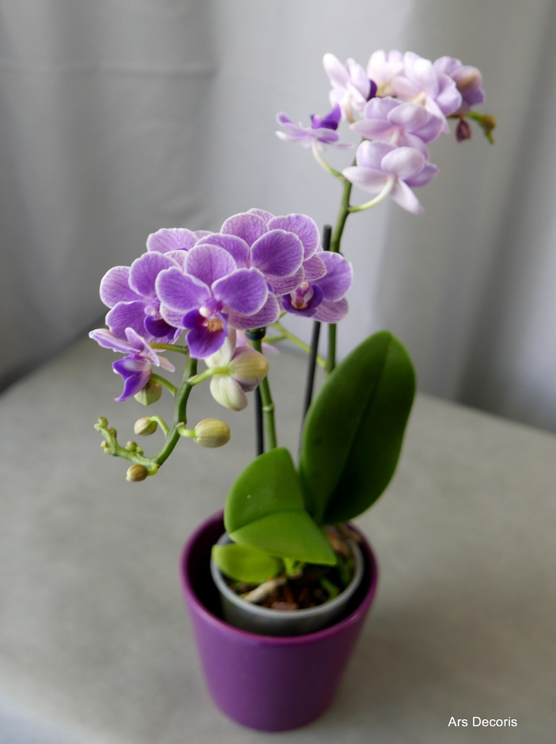 Storczyk phalenopsis 2 pędy Storczyk phalenopsis 2 pędy