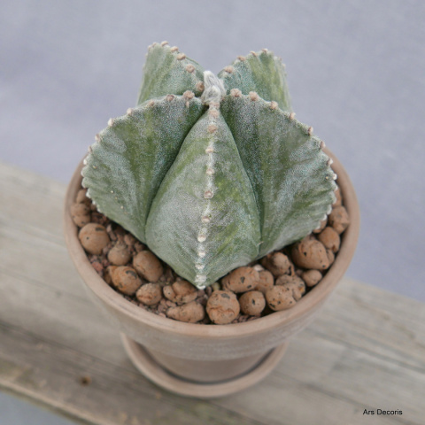 Astrofytum D17 cm SU-046 Astrofytum D17 cm SU-046