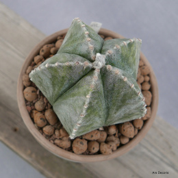 Astrofytum D17 cm SU-046