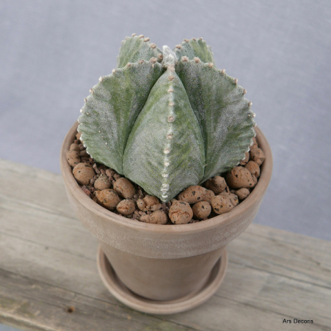 Astrofytum D17 cm SU-046 Astrofytum D17 cm SU-046