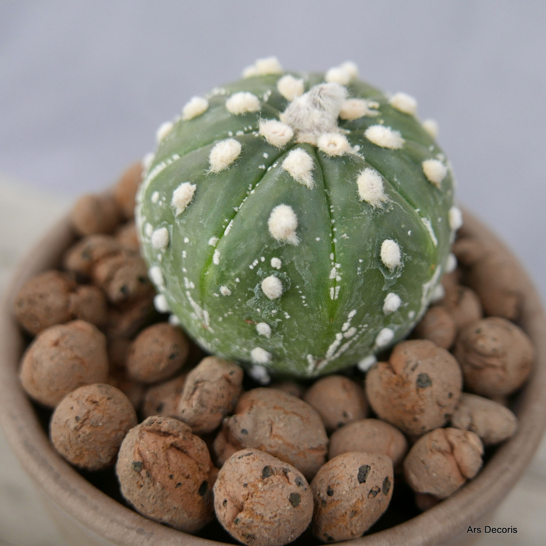Astrofytum asterias D11 cm SU-044 Astrofytum asterias D11 cm SU-044