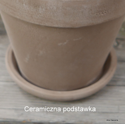 Astrofytum D17 cm SU-046 Astrofytum D17 cm SU-046