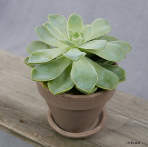 Eszeweria D13 cm SU-040 Eszeweria D13 cm SU-040