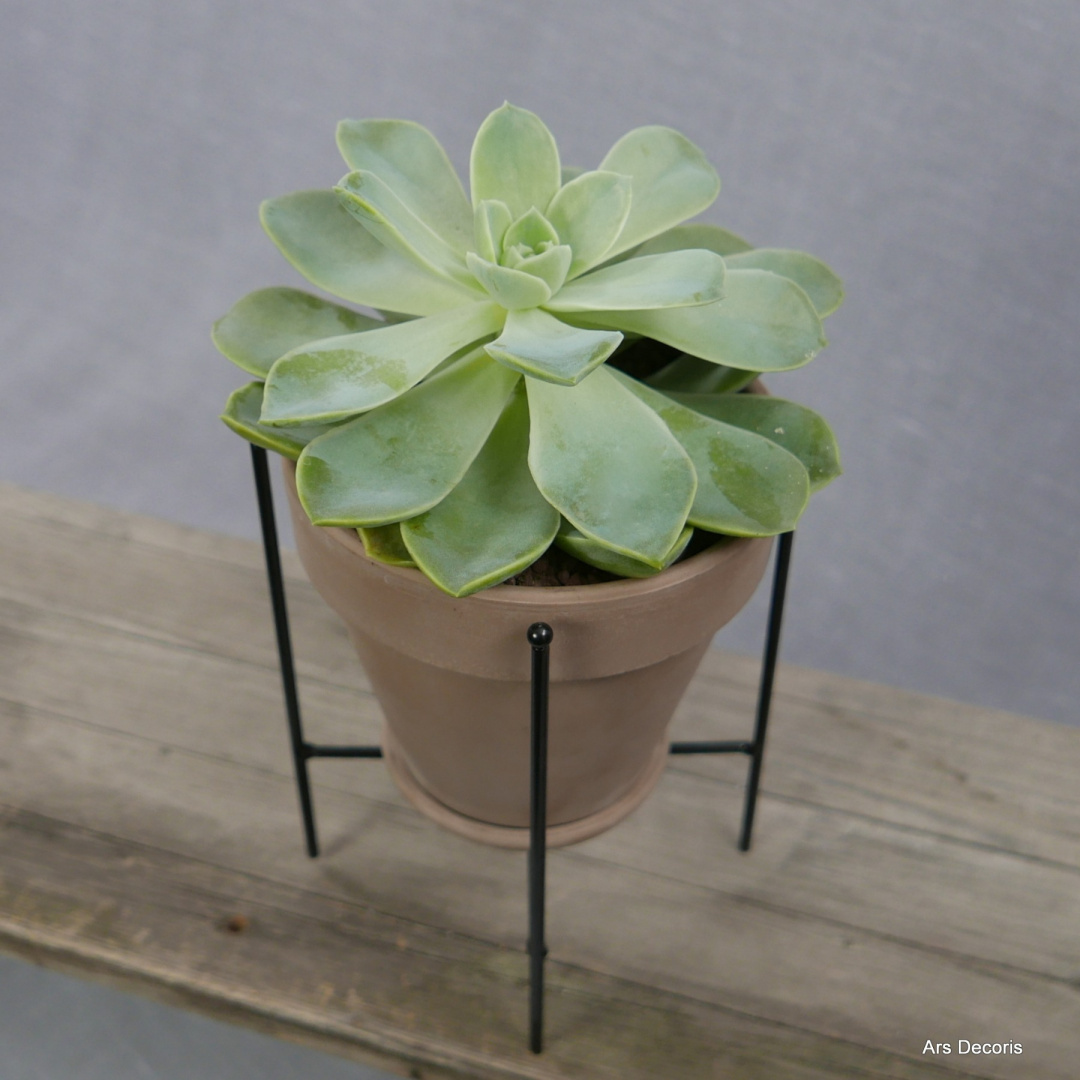 Eszeweria D13 cm SU-040 Eszeweria D13 cm SU-040