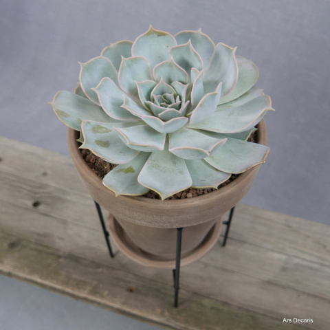 Eszeweria D17 cm SU-038 Eszeweria D17 cm SU-038