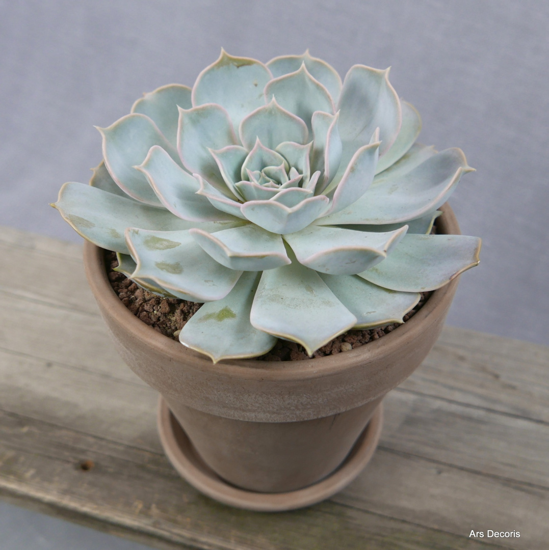 Eszeweria D17 cm SU-038 Eszeweria D17 cm SU-038