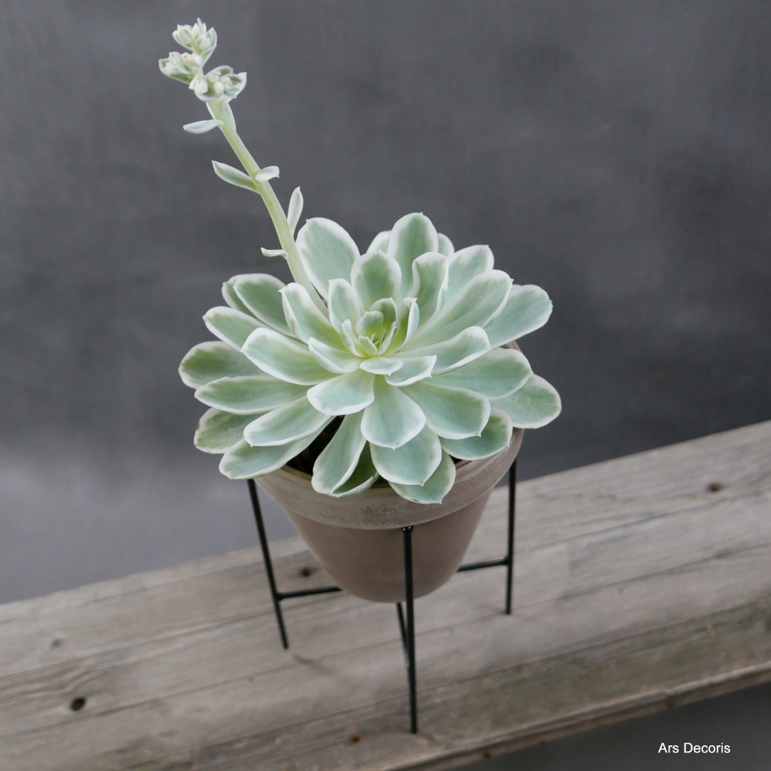 Eszeweria D15 cm SU-043 Eszeweria D15 cm SU-043
