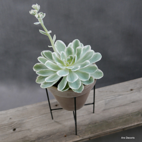 Eszeweria D15 cm SU-043 Eszeweria D15 cm SU-043