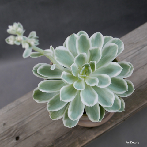 Eszeweria D15 cm SU-043 Eszeweria D15 cm SU-043